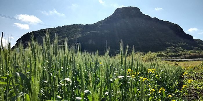 麦の穂青々、伊是名島の風に揺れ　麦「ミナミのカオリ」4月に収穫予定　沖縄