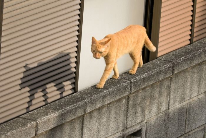 5年で1861匹の猫を捕獲・保護　沖縄・やんばる3村　担当者「殺処分、極力しない」