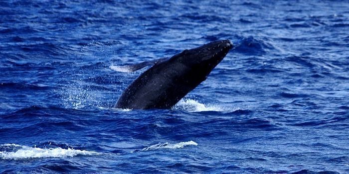 子クジラの豪快ジャンプに歓声　児童ら「すごかった」　沖縄・座間味、ホエールウォッチング体験