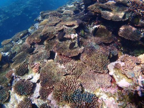 日本最大級・石西礁湖のサンゴ、白化から回復　22年12月の白化率50％、同年9月の92％から大幅に低下　沖縄
