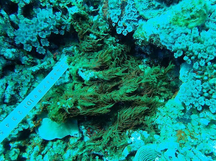 大浦湾のサンゴ、海底を覆う「被度」改善傾向　一部で水質悪化を懸念