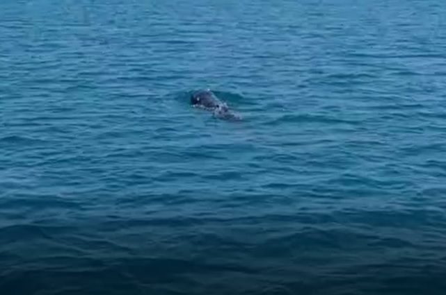 【動画あり】迷子のクジラ、漁港から出る　3時間かけて船で沖合へ誘導　沖縄・浦添市