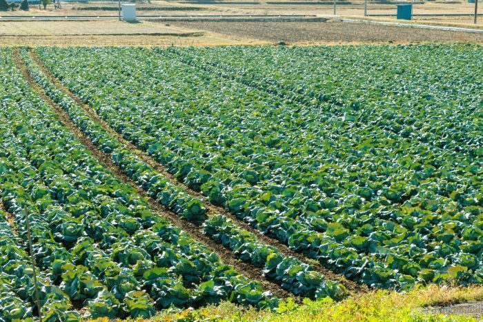 肥料購入への補助、17日から申請を受け付け　沖縄県が価格上昇分を支援