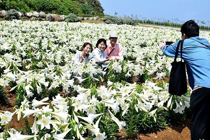 睽違4年！伊江島百合花祭回來了，10萬顆百合織岀「雪白大地」