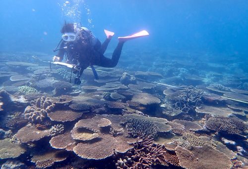浦添パルコシティ沖に豊かなサンゴ礁…ミドリイシやハマサンゴ「健全な状態」　日本自然保護協会がリーフチェック　沖縄