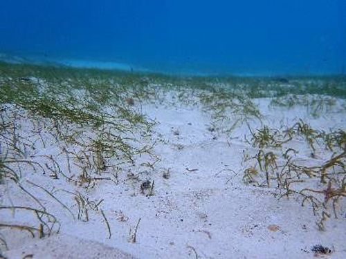 古宇利島海域でジュゴン食み跡を確認　環境省「生息の可能性を考慮し調査を」　沖縄・今帰仁