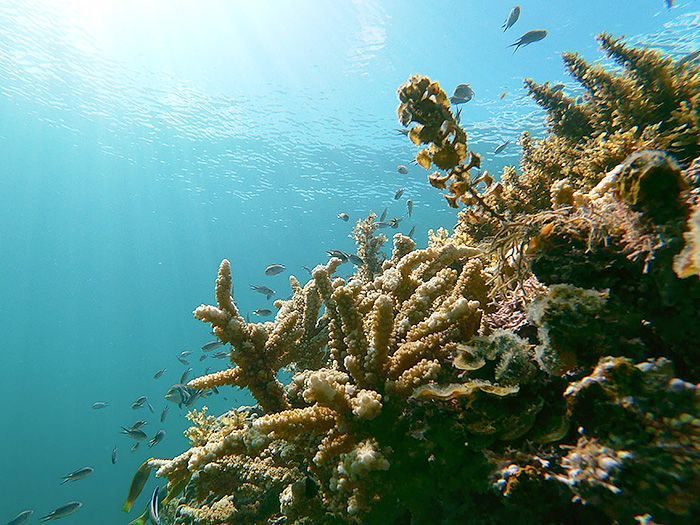 農相による「是正指示」の適応性の審査を　サンゴ採捕申請をめぐり沖縄県が国に反論書　辺野古係争委員会