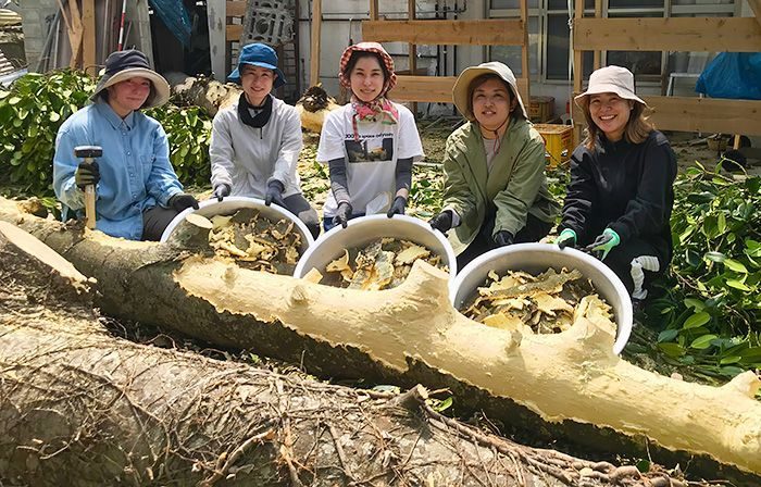 敷地拡張のため伐採したフクギ、思わぬ活用　実は、沖縄の伝統織物に欠かせない染料に
