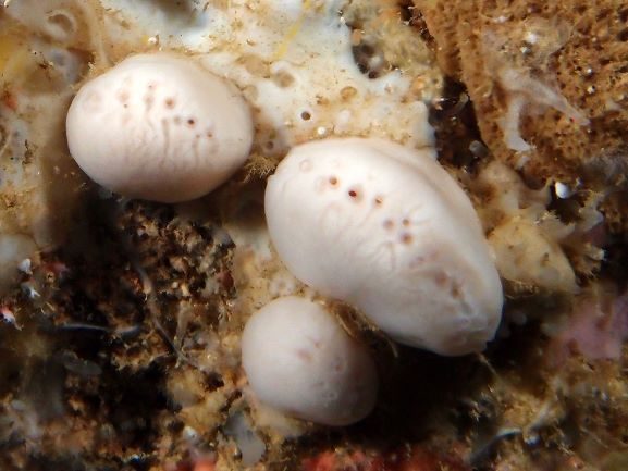 国頭、下地島沖の海底洞窟に新種の海綿動物　「クラヤミモミジマトイ」と命名　県立芸大、名桜大などの研究グループ