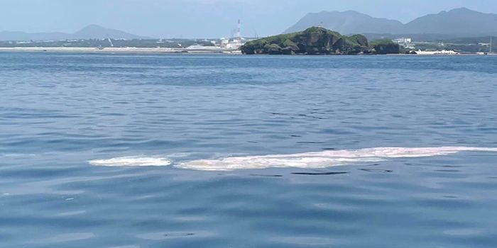 辺野古の海にサンゴの卵   専門家「少しでも生き延びて」白やピンク、10数メートル　沖縄・名護市