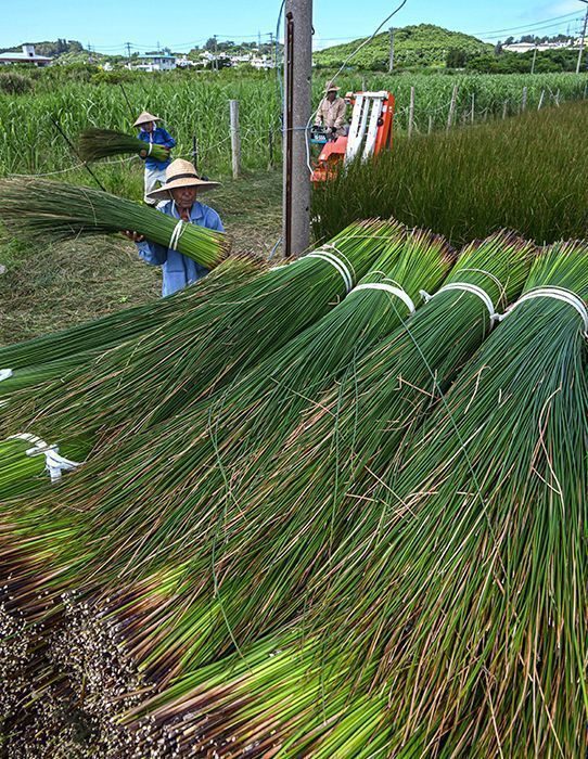 ビーグ青々、収穫始まる　みんなで助け合う｢ゆいまーる｣精神で汗　沖縄・うるま