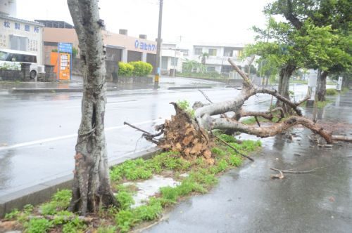 【写真特集】街路樹がなぎ倒され　交通に乱れ、臨時休業…　台風２号、沖縄を直撃