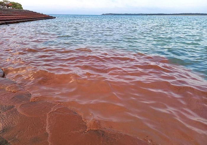 数年に一度「真っ赤」な海岸　「日本の渚百選」の海域でサンゴ産卵　沖縄・伊是名