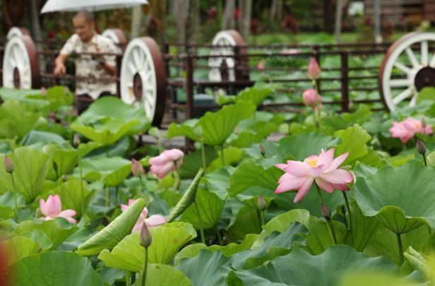 【動画あり】朝涼しくハス美しく　沖縄市・東南植物楽園　きょうから「蓮・睡蓮まつり」