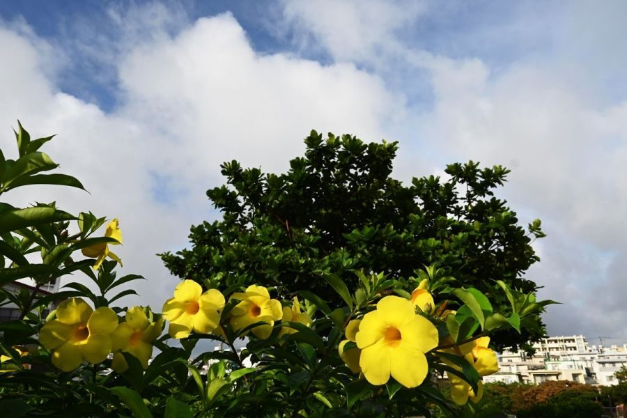 沖縄、梅雨明けはいつ？　24日は各地で30度超、今年最高を記録　