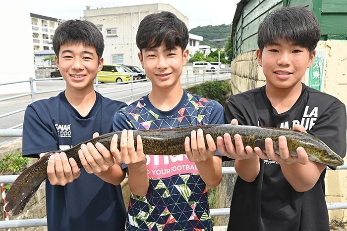 30分格闘、1メートルの｢うーまくー｣ウナギ捕獲　中学生3人が用水路で発見　沖縄・名護