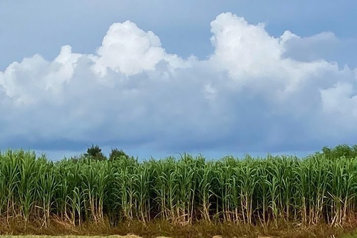 沖縄のサトウキビ収穫、9.6%減の73万トン　大雨や日照不足が影響　22～23年期