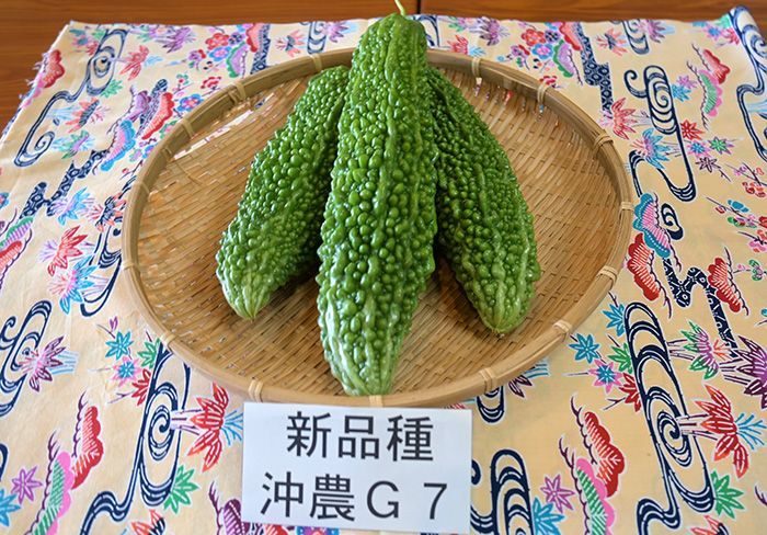 ゴーヤー特有の“あれ”を抑えた新品種が登場　沖縄県が開発に10年かけた「沖農Ｇ7」