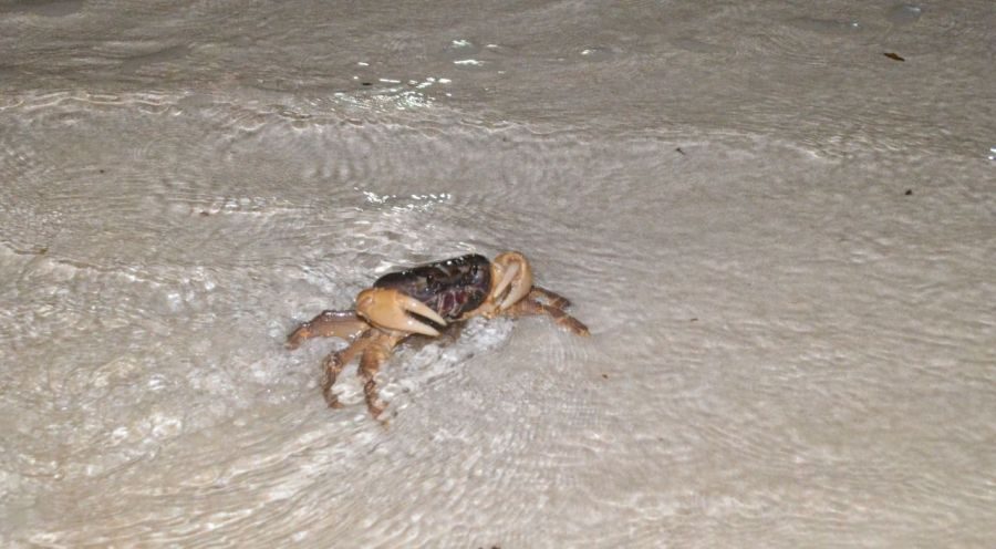 【動画あり】オカガニ、必死で放卵　夜の海で命がけ　車にひかれた個体も　池間島