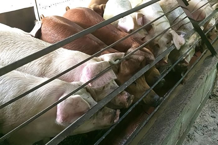 沖縄の食＝豚だが…47年ぶり県内20万頭を割る　一度に多く産む「高能力種豚」導入へ