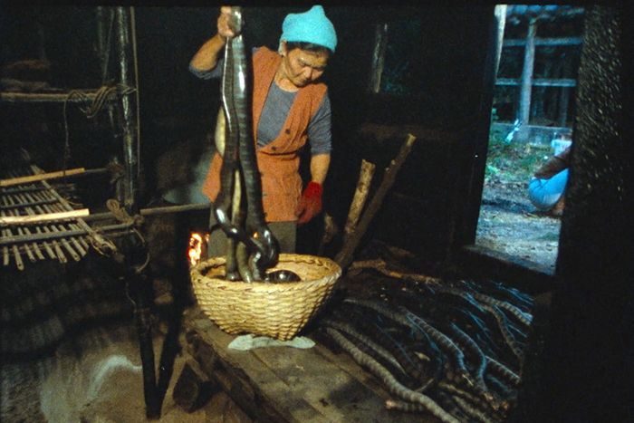 琉球王府にも献上したウミヘビの燻製　「久高島のイラブー漁」を映画化　1978年の映像活用、資金募る