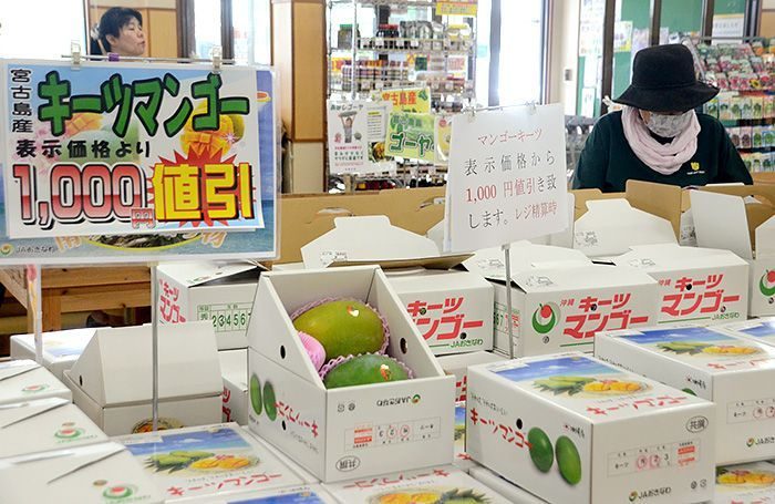 【台風6号】旬のマンゴー、台風の影響で出荷できず　2.5トンが市場で値引きや加工品に　沖縄・宮古島