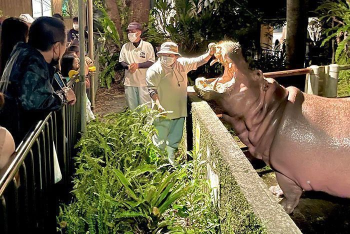 沖繩兒童王國開放「夜間動物園」 暑假遊沖繩不怕曬！