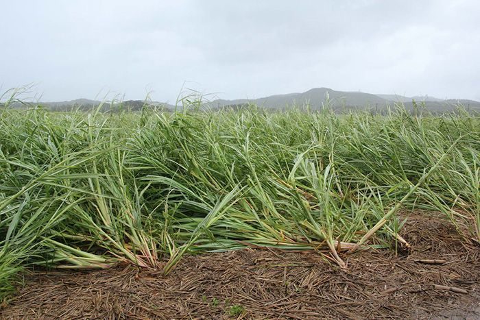 台風6号、沖縄農作物の被害13.6億円　サトウキビが7割　吹き返しで拡大
