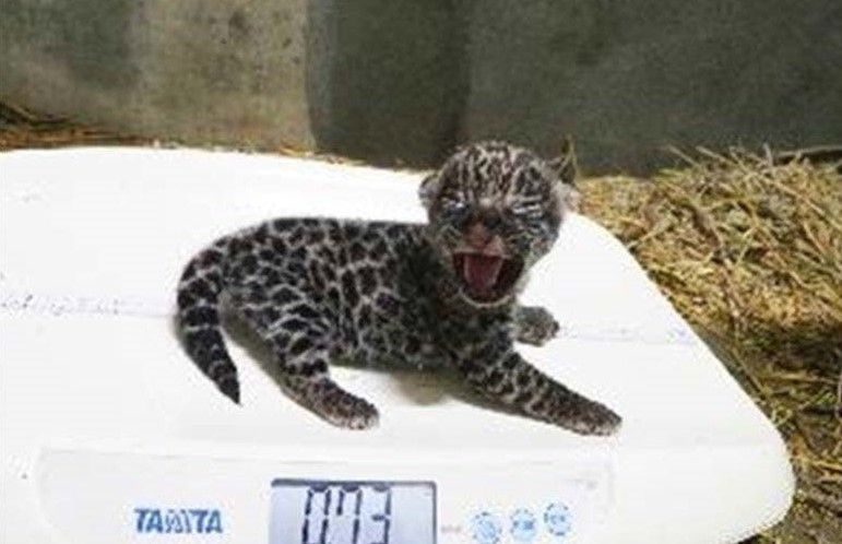 ジャガーの赤ちゃん こんにちは　沖縄こども国で初めて誕生　ルナとハクの子