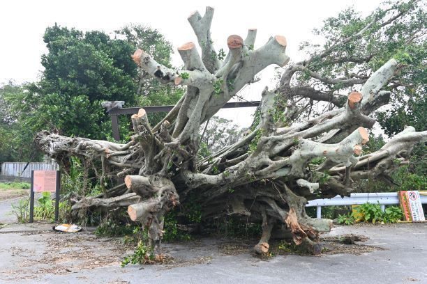 敗戦知らず2人の日本兵が潜んだガジュマル　台風で倒木も“復活”目指す　戦争の記憶を「後世に」　伊江島