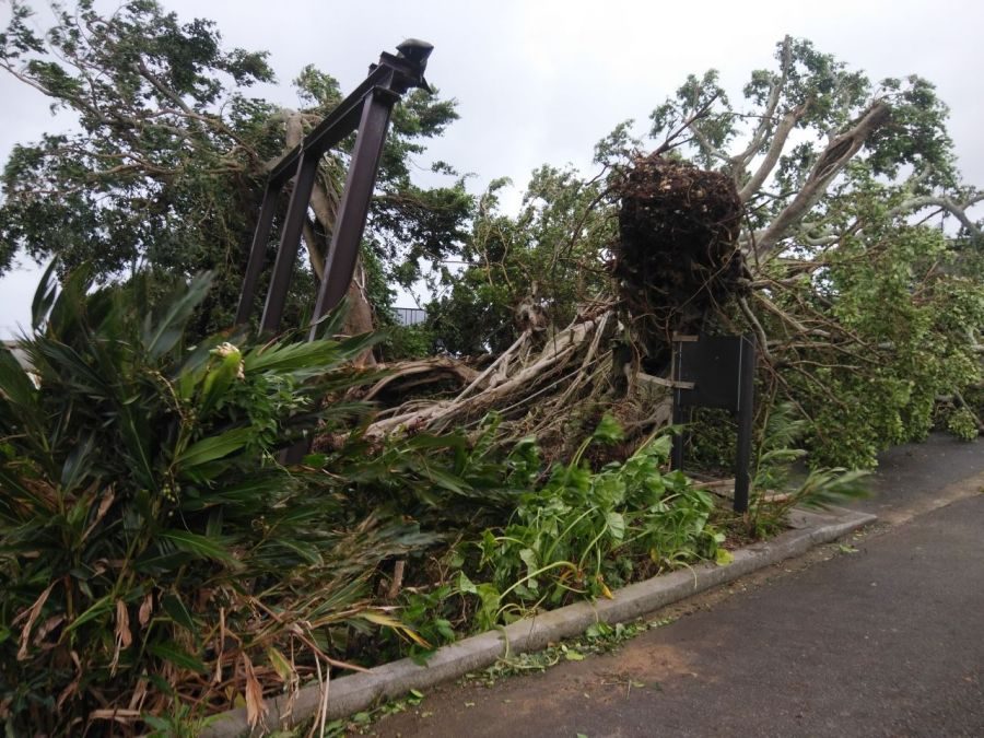 井上ひさし原案の芝居になった名木が台風で倒壊　沖縄戦知るガジュマル　地元「どうにか復活させたい」　伊江島