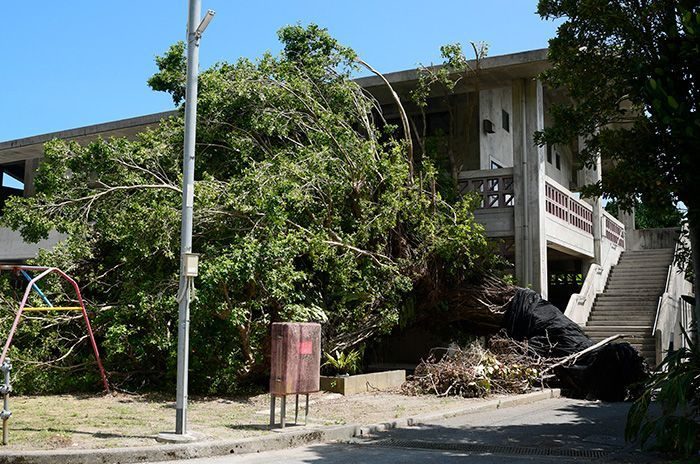 樹齢130年以上のガジュマル伐採へ　沖縄・大宜味村　台風6号で倒木　挿し木の配布検討