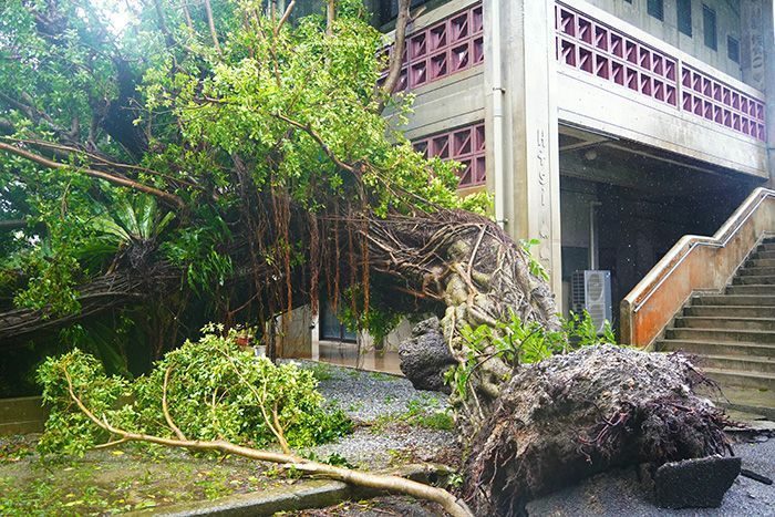 樹齢130年超の長寿ガジュマル、倒れる　台風6号　沖縄・大宜味（8月2日まとめ）