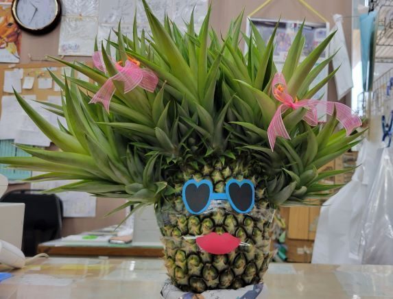 「わたし美人？」　冠芽が何と18本、驚きのパイナップルが商店の人気者に　沖縄・南大東村