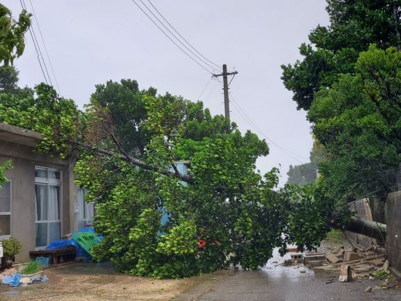 【台風6号】宮古・八重山で倒木、ハウス破損相次ぐ　マンゴーやサトウキビの被害に懸念