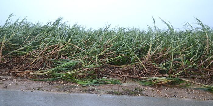 宮古島農業の台風被害は2億3千万円　速報値、9割以上がキビ