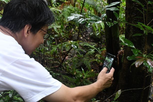 西表島のジャングル、外来種調査に衛星通信が活躍　沖縄セルラー「スターリンク」でアプリ利用