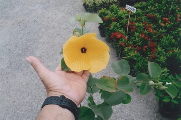 成育環境知ることから　沖縄の植物漫歩（９）