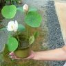 ハスとスイレンの違い　沖縄の植物漫歩（７）