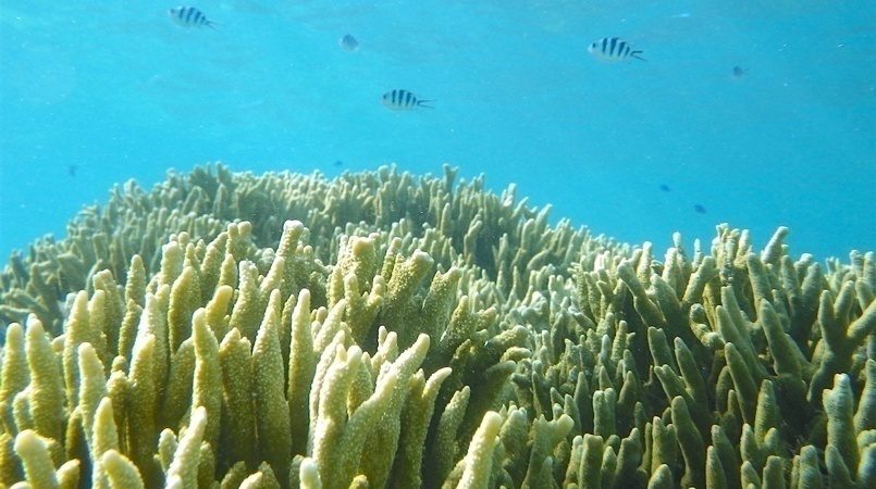 生きたサンゴを見に行こう！ 歩いて観察できる沖縄の海岸３つ ６月 
