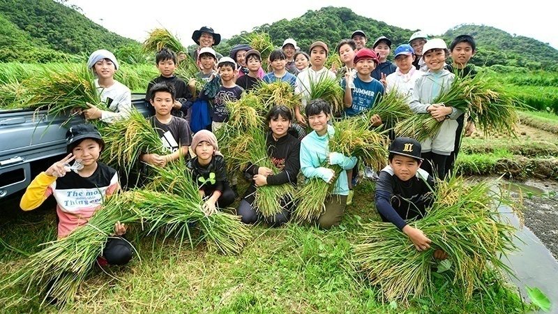 ふるさとの米作り未来へ　名護市嘉陽区の稲作